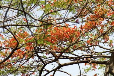 Gulmohar 'un çiçek ağacı, Delonix regia, caesalpiniaceae