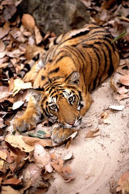 Tiger innocent look (Panthera tigris), Bandhavgarh National Park, Madhya Pradesh, India  clipart