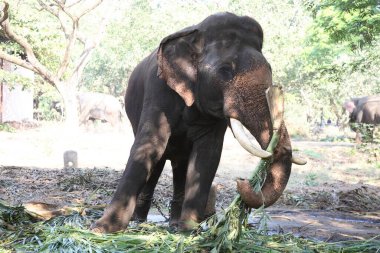 Fil dişçisi Elephas maximum tek kuyruklu palmiye yiyerek Guruvayur Devaswom 'u terk eder Punnathur Kotta Fil Sığınağı, Guruvayur, Dist Thrissur, Kerala, Hindistan 