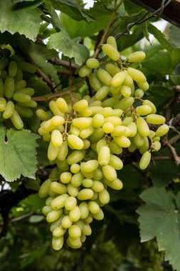 grapes plant, sangli, maharashtra, India, Asia clipart