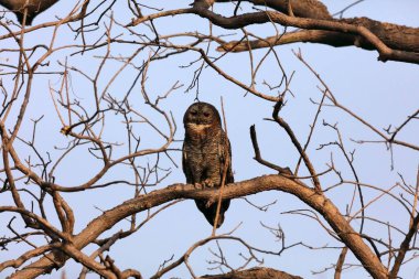 Baykuş ağaçta oturuyor, Hindistan, Asya 