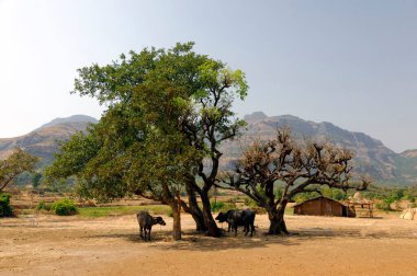 Maharashtra Hindistan Asya 'da çiftlik hayvanları için barınak