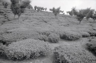 Çay Bahçesi, Ooty, Karnataka, Hindistan