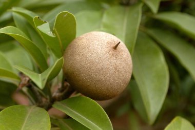 Chiku, Kunkeshwar, Konkan Sahili, Sindhudurg Bölgesi, Maharashtra, Hindistan 'da ağaçta tatlı bir meyve.