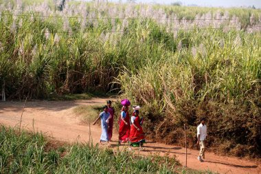 People passing through fields in Sangli, Maharashtra, India  clipart