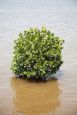 Mangrove Ormanı, Mangrove hurma palmiyesi, Phoenix Paludosa, Sunderbans Ulusal Parkı, Batı Bengal, Hindistan