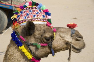 Dekoratif deve, Pushkar mela, Rajasthan, Hindistan, Asya