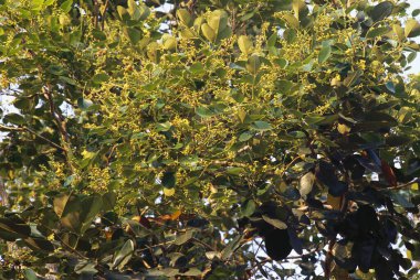 Çiçek, dallar, kırmızı zımpara yaprakları ağaç & Trocarpus Santalinus Legumincsae, HAB, Hindistan
