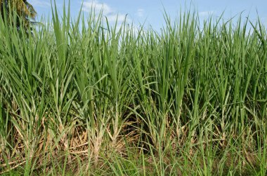 Padhegaon Karides tarlası Ahmednagar Maharashtra Hindistan Asya