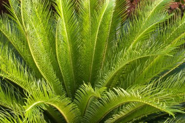 Cycas revoluta yeşil yapraklar, naut arkaplan