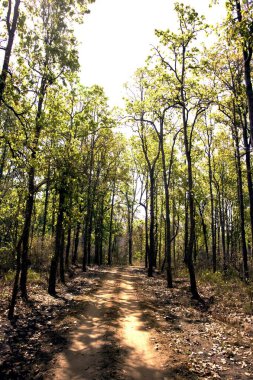 Sal ağacı patikası, Kanha vahşi yaşam sığınağı, Madhya Pradesh, Hindistan