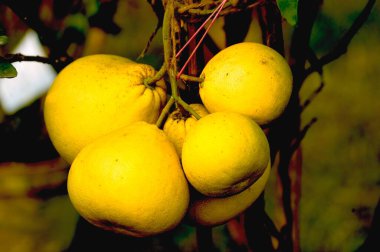 Meyveler, Pomelo asılı, Batı Bengal, Hindistan 