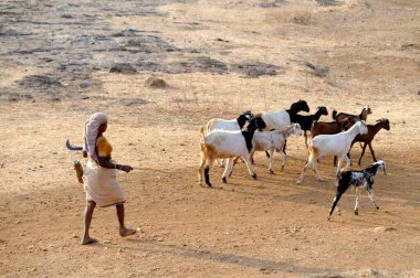 Maharashtra Hindistan Asya 'da keçi besleyen kadın.