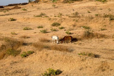 Atlar otluyor, sangli, maharashtra, Hindistan, Asya