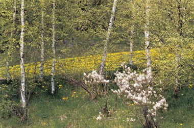 Disentis, İsviçre 'deki Yaban çiçeklerinin manzarası