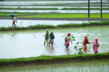 Palakkad yakınlarındaki muson günlerinde pirinç tarlasında tarım işçileri; Kerala; Hindistan