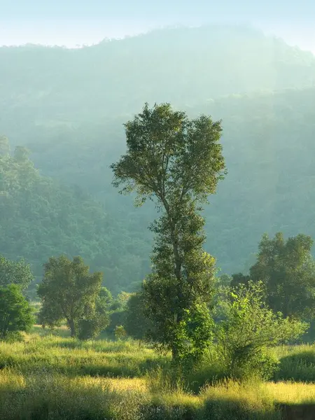 stock image Tree , landscape at Kondivade village , Karjat , Mumbai Bombay , Maharashtra , India