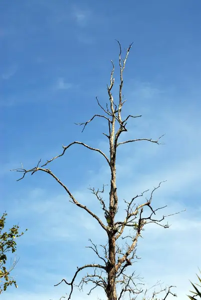 stock image Barren tree, Andaman Islands, India, October, 2008