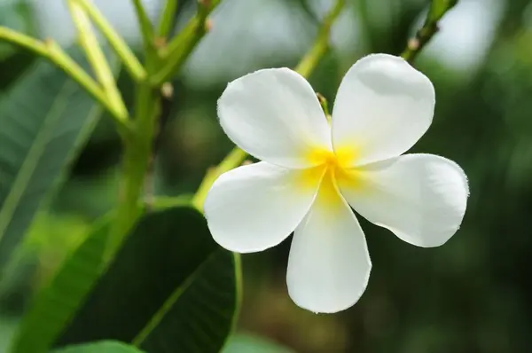 stock image plumeria flower blooming on tree