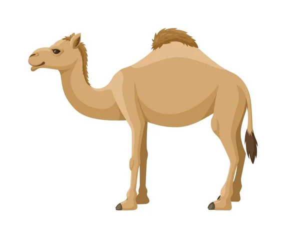 Dromedario Camello Sobre Fondo Blanco Vector Ilustración Dibujos Animados Jorobado — Vector de stock