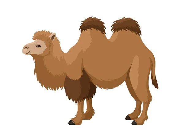 Bactrian Camel Stands White Background Vector Cartoon Illustration Two Humped — Stock Vector