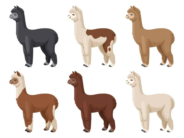 Alpaca Set Vector Illustration Colored Alpacas Stand White Background Stock — Stock Vector
