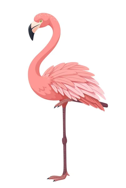 Красивый Изящный Розовый Фламинго Пышным Оперением Стоит Одной Ноге Тропическая — стоковый вектор