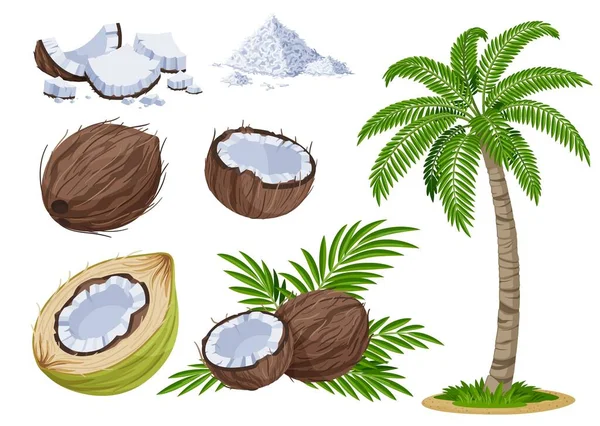 Coconut Collection Vector Illustration Isolated White Background Whole Coconut Half — Stock Vector