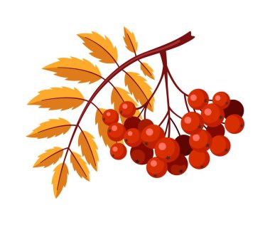 Beyaz arka planda yaprağı olan bir dal üzerindeki bir grup Rowan. Vektör illüstrasyonu.