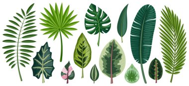 Tropikal yapraklar hazır. Areca palmiyesi, hindistan cevizi palmiyesi, fan palmiyesi, canavar ve diğer egzotik bitkiler. Beyaz arkaplanda izole.