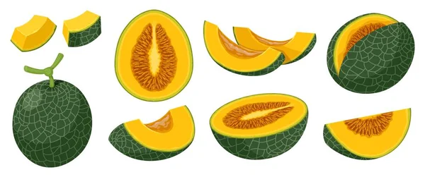 Set Dunkelgrüner Cantaloupe Melonen Vektorillustration Von Ganzen Melonen Und Melonen — Stockvektor