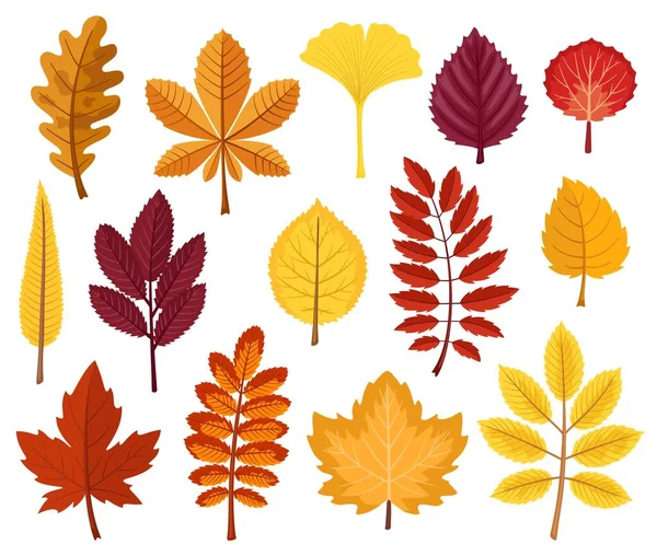 Collection Autumn Leaves Different Trees Including Maple Oak Rowan Sycamore — Stock Vector