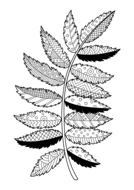 Rowan yaprağı boyama kitabı sayfası. Siyah ve beyaz vektör zentangle çizimi. Yetişkinler ve çocuklar için stres önleyici.