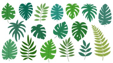 Tropikal yapraklar. Egzotik canavar yaprakları, filodendron ve eğreltiotu koleksiyonu. Beyaz arkaplanda tasarım ögeleri.