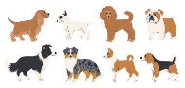 Çizgi filmlerdeki köpek cinsleri. Farklı türlerden orta boy köpek koleksiyonu. Cocker spaniel, bull terrier, kaniş, bulldog, border collie, Australian sığır köpeği, basenji ve beagle. Beyaz arka planda sevimli hayvanlar..