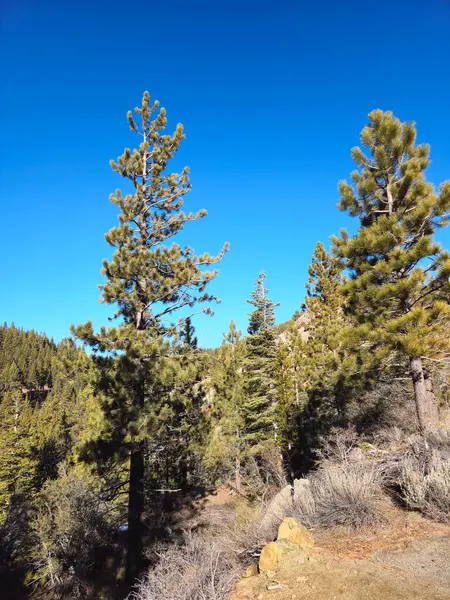 Güzel doğa. Nevada Eyaleti. ABD.