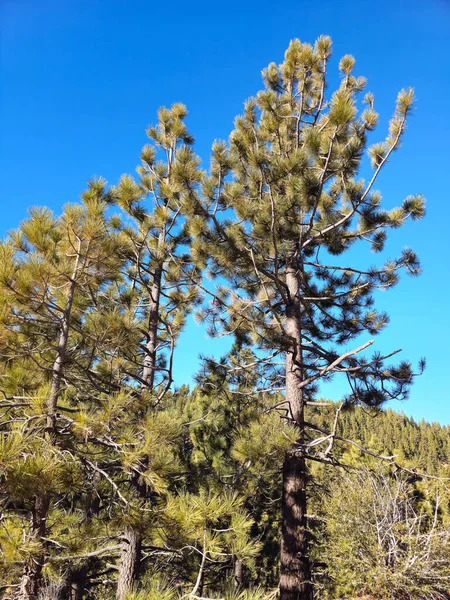 Güzel doğa. Nevada Eyaleti. ABD.