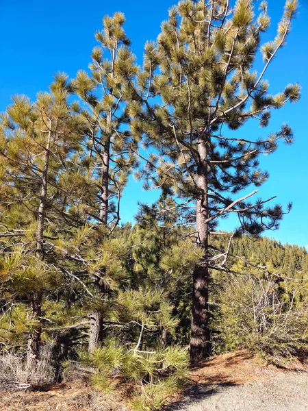 Güzel doğa. Nevada Eyaleti. ABD.