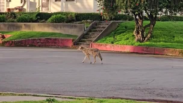 Coyote Walks Streets San Francisco — Stock Video