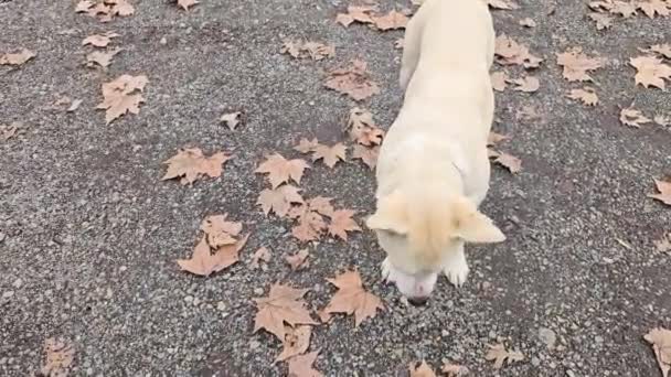 Vacker Hund Med Blått Och Brunt Öga — Stockvideo