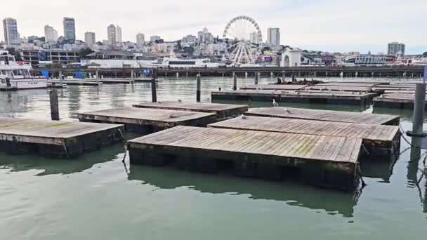 Iskele San Francisco Kaliforniya — Stok video