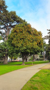 Güzel ağaçlar, farklı çalılar ve bitkiler. Capitol Parkı. Sacramento.