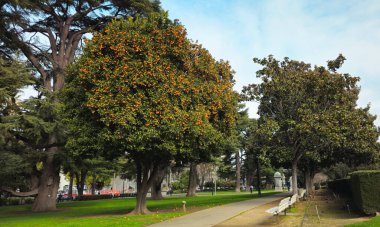 Güzel ağaçlar, farklı çalılar ve bitkiler. Capitol Parkı. Sacramento.