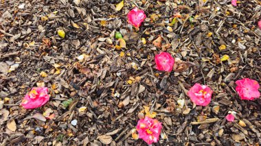 Düşen kırmızı güllerin çiçekleri. 