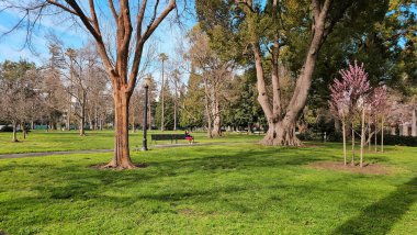 Güzel ağaçlar, farklı çalılar ve bitkiler. Capitol Parkı. Sacramento.