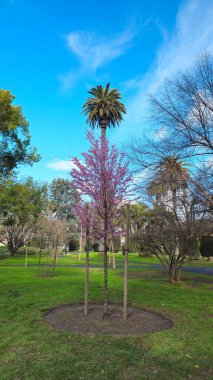 Güzel ağaçlar, farklı çalılar ve bitkiler. Capitol Parkı. Sacramento.
