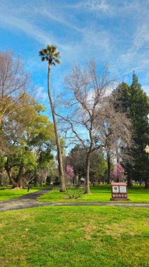 Güzel ağaçlar, farklı çalılar ve bitkiler. Capitol Parkı. Sacramento.