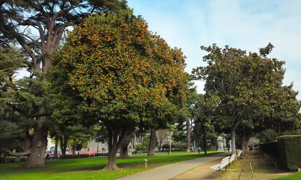 Güzel ağaçlar, farklı çalılar ve bitkiler. Capitol Parkı. Sacramento.