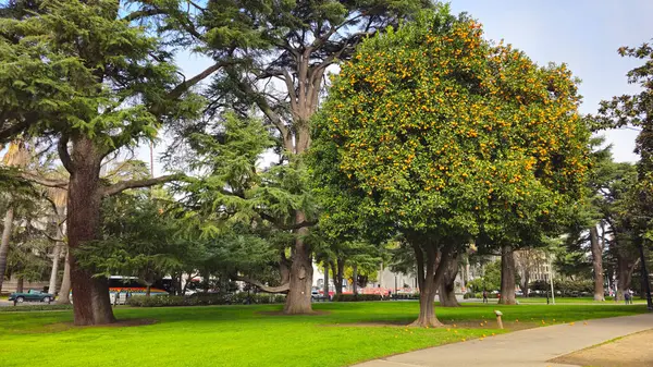 Güzel ağaçlar, farklı çalılar ve bitkiler. Capitol Parkı. Sacramento.