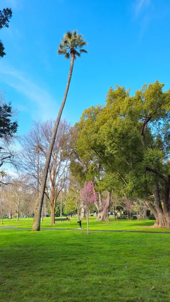 Güzel ağaçlar, farklı çalılar ve bitkiler. Capitol Parkı. Sacramento.